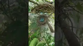 Beautiful Robin Eggs  #nature #birds #bird #baby #eggs