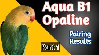 Pairing of aqua b1 Opaline | Best pairing Result for aqua Lovebirds #love4birds