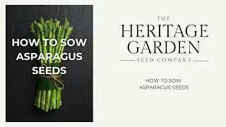How to sow asparagus seeds