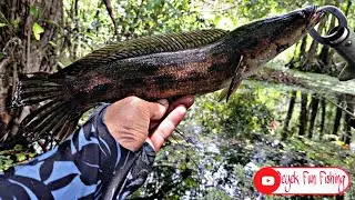 Memancing DIPEDALAMAN hutan KALIMANTAN||Jackpot ikan Channa Lucius/Kihung