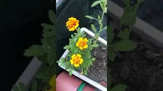 3 Marigolds