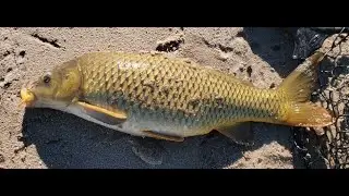 Lake Camanche South Shore and trout pond 2026 01 08