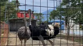 Burung Unta (Struthio Camelus) - HDI Sumber Hidup, Kuningan, Jawa Barat.