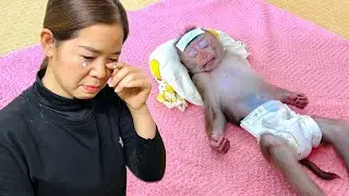 Monkey Tina does not drink milk or eat fruit, making her mother very worried.