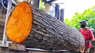 Cutting down a large, beautiful mahogany tree 