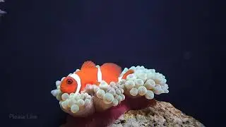 Fish Hub:Clown Play With Anemone