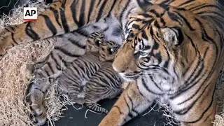 First endangered tiger cubs born at park in 7 years