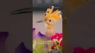 Eurasian Hoopoe in Dubai | Colorful Bird Among Grass & Flowers. ഉപ്പൂപ്പൻ #hoopoe  #Dubaibirds