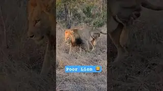 Poor Lion 🦁 injured Badly 😢 #lion #injured #safari #shorts