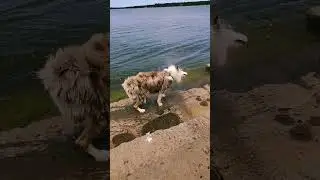 Australian Shepherd Dog Shaking Water off in Slow Motion | 240 FPS FHD