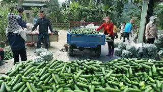 Harvesting Many Cucumber And Use 3-wheeled Vehicle Transport Goes To Market Sell - Giang Thi Ca