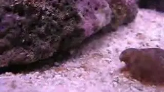Amphipodes (aquarium r&eacute;cifal - eau de mer)