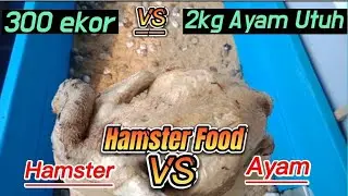 Brutal l Ratusan Hamster Versus Ayam Utuh l Hamster Food