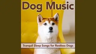 Treat Dreams