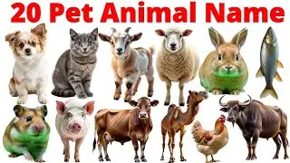 Pet Animal Names for Kids | 20 पालतू जानवरों के नाम | Pet Animals Name with Pictures | Kids Study
