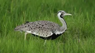 Hartlaub's bustard || Bustard Chapter - 8 || The Rup