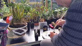 Dragon's Blood Dracaena draco seedlings