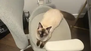 Did you miss me? 😼