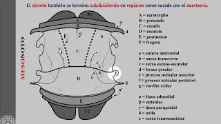 Morfología de Hexapoda: Tórax y abdomen
