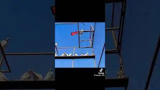 #live#chirimari#high flyer#pigeon&hearts;🔥