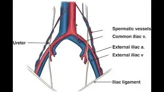 external iliac vein; Anatomy, Origin, Course, Tributaries, Drainage