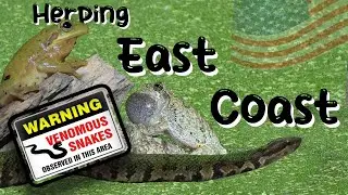 US EAST COAST HERPING #nature #snake #turtle #salamander #reptiles #foryou #venomous #viralvideo