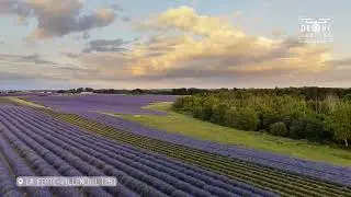 Drone e-motion | Les lavandins de Beauce | La Fert&eacute;-Villeneuil, Eure-et-Loir