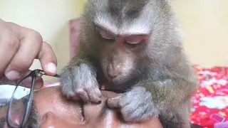 Monkey Bela Asmr Super Grooming Stress Relief, Smart Bela Relieve Stress Relaxing