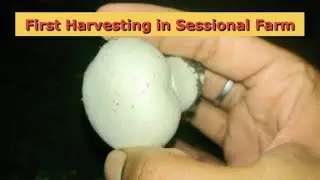 First Harvesting in Sessional Button Mushroom Farming | Long Method Compost | Mushroom Farming