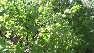 Beach plums 101 ... Prunus maritima