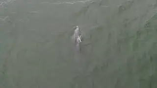 Dolphins off Fire Island New York