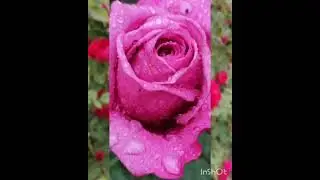 Клип "Цветы 🌹для ДАМ" 💖.