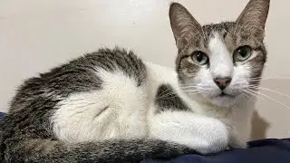 Prayers for Cat Shadow&rsquo;s Vet Visit Bloodtest & possible Xray