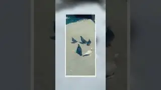 pjon  islami #this naat please like and subscribe my channel for ☺️🐦🐦