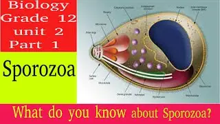 Biology Grade 12 unit 2: Sporozoa part 1