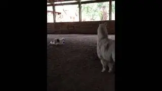Deaf dogs and llama learning to be friends. SO CUTE!