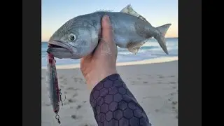 Tailor to Kick off the New Year! Stickbaits, Micro Jigs and Plastics
