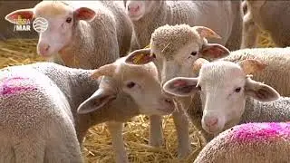 Bienestar del ganado ovino y caprino en la Sierra Norte de Sevilla