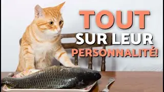 Comment est le CARACT&Egrave;RE DES CHATS ROUX ? 😻 D&eacute;couvrez leur PERSONNALIT&Eacute; !🙀