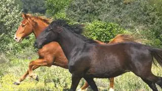 Horses in South Africa.Kaapse Boerperd(chestnut)South African Boerperd(black horse)