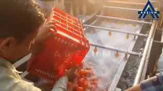 Areium Conveyor Type Bubble Washer &ndash; Efficient & Hygienic Produce Cleaning System