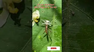 White crab Flower Spider 😱#shorts