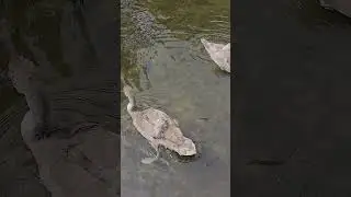 Adorable Cygnets Floating Down the River