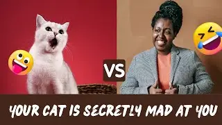 10 Subtle Signs Your Cat is Secretly Mad At You