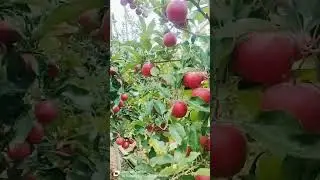 APPLE SEASON 2024, Imported plants Booking open. T-REX, FEN-PLUS GALA etc. all plants are available