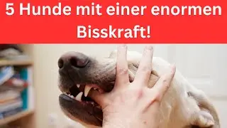 5 Hunde mit einer enormen Bisskraft  🐶 H&auml;ttest du das gewusst?
