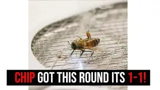 CHIP PEST CONTROL REACTION: CHIP GOT THIS ROUND ITS 1-1