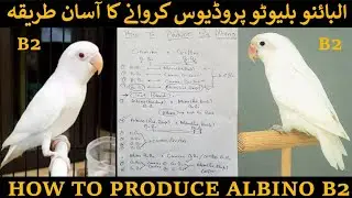 How to Produce Albino B2 Easy Way to produce B2 Bird