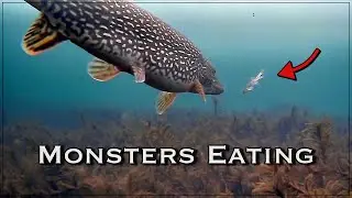 Ice Fishing ULTRA CLEAR Water (Underwater Camera iFishPro tip-ups)