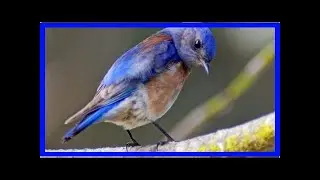 Noise pollution causes chronic stress in birds, hindering reproduction